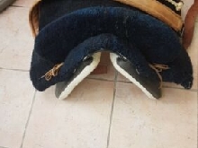 Selle de cheval 