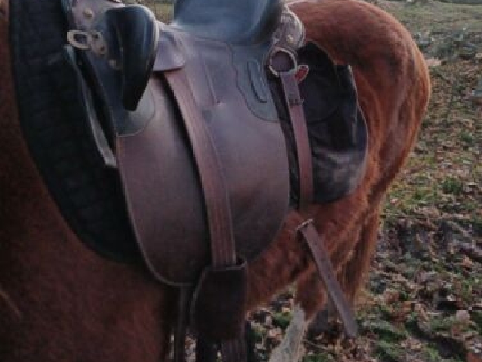 selle australienne type western 18